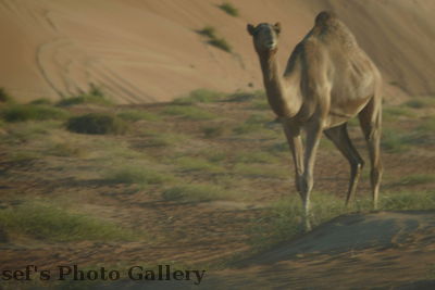 Kamel 1
03.11.2012
Manchmal kommt einem ein frei laufendes Kamel entgegen
Schlüsselwörter: Oman Wahiba Sands