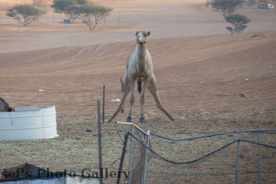 Kamel
03.11.2012
Einige Kamele sind angebunden
Schlüsselwörter: Oman Wahiba Sands
