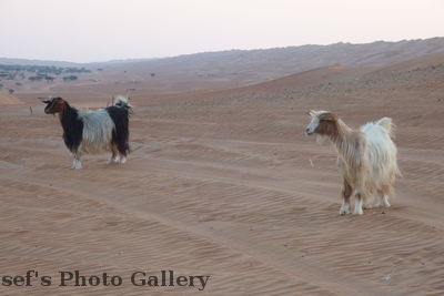 Ziegen
03.11.2012
Die Ziegen der Beduinen laufen fre herum
Schlüsselwörter: Oman Wahiba Sands