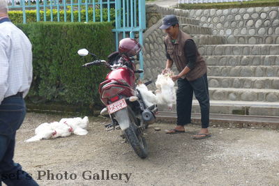 Hünertransport
05.11.2012
Transport lebender Hüner mit dem Motorrad
Schlüsselwörter: Nepal Chitwan