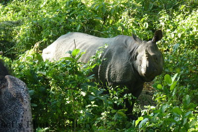 Nashorn 1
05.11.2012
Nashörner mit Jungen
Schlüsselwörter: Nepal Chitwan