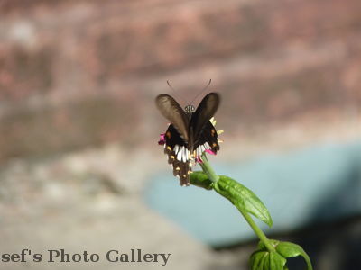 Schmetterling
06.11.2012
Schlüsselwörter: Nepal Pokhara