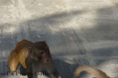 Swayambhunath 8
08.11.2012
Diese Affen greifen gerade eine asiatische Touristin an
Keywords: Nepal Kathmandu