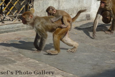 Swayambhunath 20
08.11.2012
jede Menge Affen leben dort
Schlüsselwörter: Nepal Kathmandu