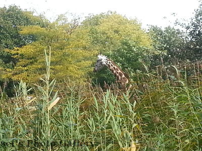 Giraffe
Neit, das ist nicht in Afrika.
Diese lebt im Zoo Leipzig. Vom Rosetal aus hat man manchmal solche Einblicke...
Schlüsselwörter: Graffe Tier