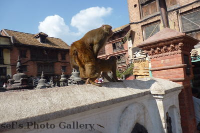Swayambhunath 24
08.11.2012
Da weiss man wo die vielen Affen herkommen
Schlüsselwörter: Nepal Kathmandu