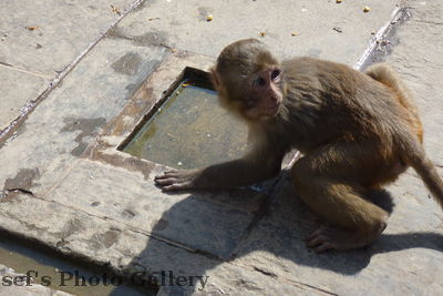 Swayambhunath 25
08.11.2012
Auch Affen haben Durst
Schlüsselwörter: Nepal Kathmandu