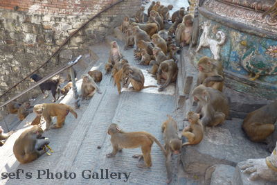 Swayambhunath 26
08.11.2012
ein großer Affenclan
Schlüsselwörter: Nepal Kathmandu