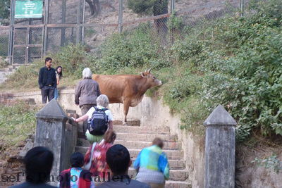 Rind
08.11.2012
dieses Rind stand uns etwas im Weg
Schlüsselwörter: Nepal Kathmandu