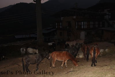 Pferde
09.11.2012
Schlüsselwörter: Bhutan Timphu