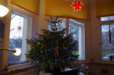 Weihnachtsbaum
