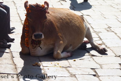 Nepal
Zum Jahreswechsel geschmücktes Rind
Schlüsselwörter: Rind