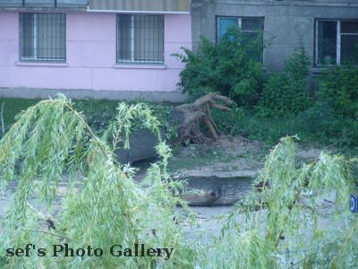 Chisinau
15.07.
Dieser Baum ist die Nacht zuvor mit viel Krach umgestürzt.
Zum Glück parkten dort nicht unsere Autos!
Schlüsselwörter: Chisinau