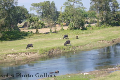 Chitwan-Nationalpark 1
05.11.2012
Schlüsselwörter: Nepal Chitwan