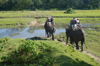 Auf dem Elefanten
05.11.2012
Schlüsselwörter: Nepal Chitwan