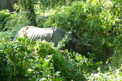 Nashorn 3
05.11.2012
Nashörner mit Jungen
Schlüsselwörter: Nepal Chitwan