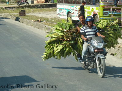 Transport
06.11.2012
Schlüsselwörter: Nepal Pokhara