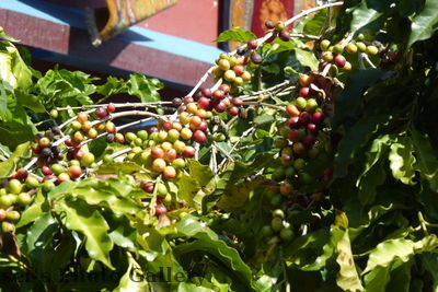 Tibetcenter 7
07.11.2012
Kaffeestrauch
Schlüsselwörter: Nepal Pokhara