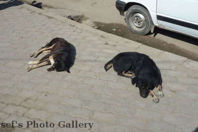 Straße 3
08.11.2012
Schlafende Hunde
Schlüsselwörter: Nepal Kathmandu