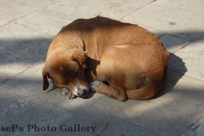Swayambhunath 7
08.11.2012
Einder der Hunde auf dem Tempelgelände
Schlüsselwörter: Nepal Kathmandu