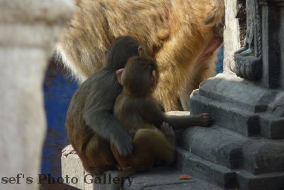 Swayambhunath 22
08.11.2012
Schlüsselwörter: Nepal Kathmandu