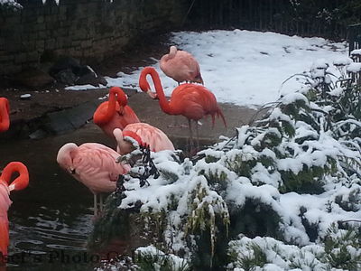 Die Flamingos nahe des Eingangs
Schlüsselwörter: Zoo Leipzig