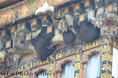 Bhutan Bienennester am Dach 1
